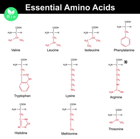 Überblick der verschiedenen Aminosäuren Aminosäure erklärt