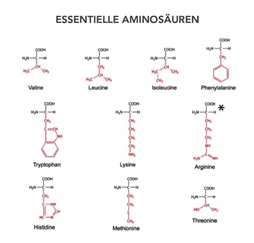 Nehmen Pferde genügend Proteine mit der Nahrung auf? Aminosäure Struktur