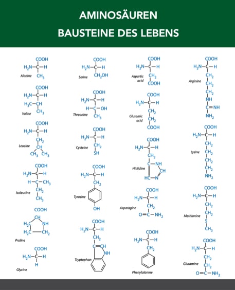 Liste der wichtigsten Aminosäuren Wie kann eine Aminosäure die Gesundheit unterstützen?