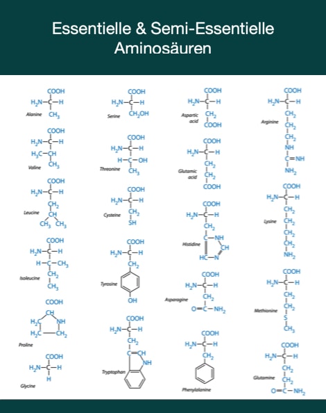 Überblick über verschiedene Aminosäuren (essentiell & semiessentiell) Semi essentielle Aminosäuren im Vergleich zu essentiellen