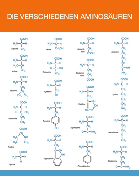 Was sind nichtessentielle Aminosäuren