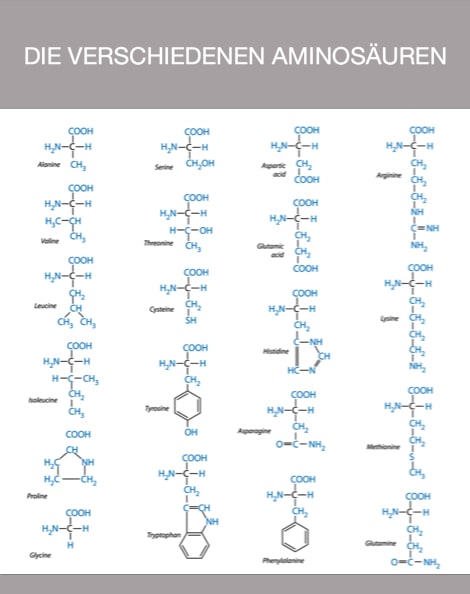viele Aminosäuren sind lebenswichtig